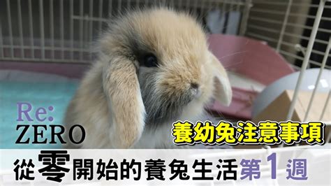 家裡養兔子好嗎|新手養兔飼養教學